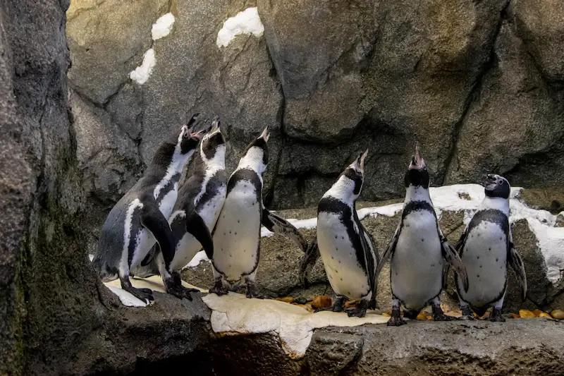 The Calgary Zoo